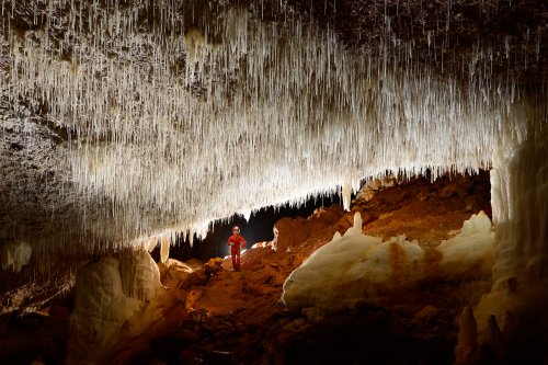 Cueva Sorbeto (Province d'Arecibo, Porto Rico) - Galerie avec plafond couvert de fistuleuse(SP-14-0239)